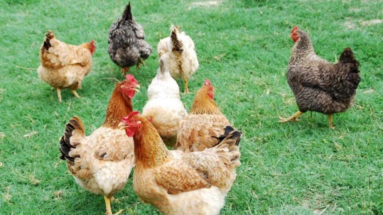 Muere niña por influenza H5N1: ¿Cómo se contagia la gripe aviar? Signos y síntomas