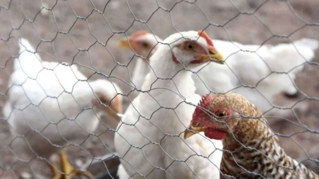Detectan casos de gripe aviar en Granja de Nuevo León; activan protocolo sanitario en granjas
