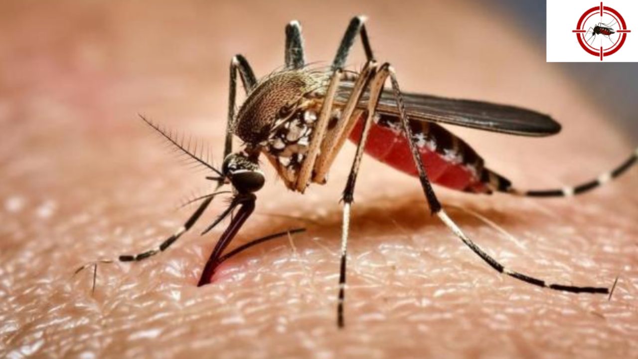 Dengue en México: Conoce los síntomas y métodos de prevención para evitar la enfermedad