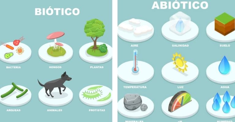 Conformación del medio ambiente/ Créditos: Internet