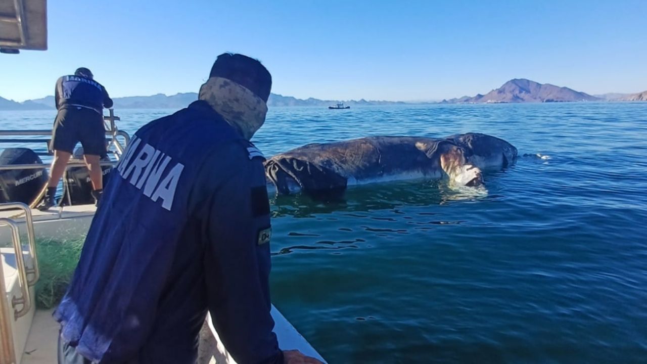 Marina remolca mar adentro a ballena que apareció muerta en la playa de Guaymas