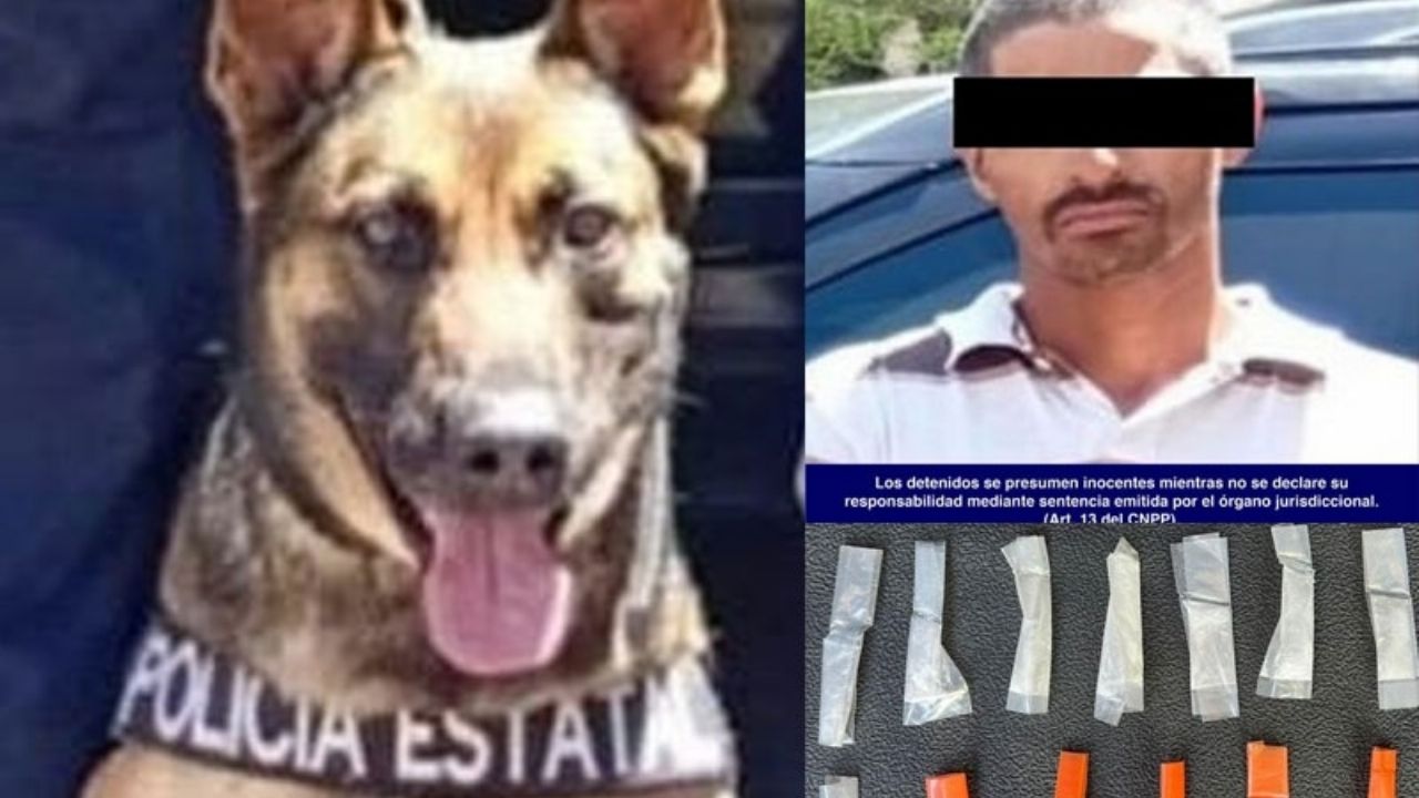 Detiene PESP a dos personas con droga, con ayuda de agente canino ‘Bella II’