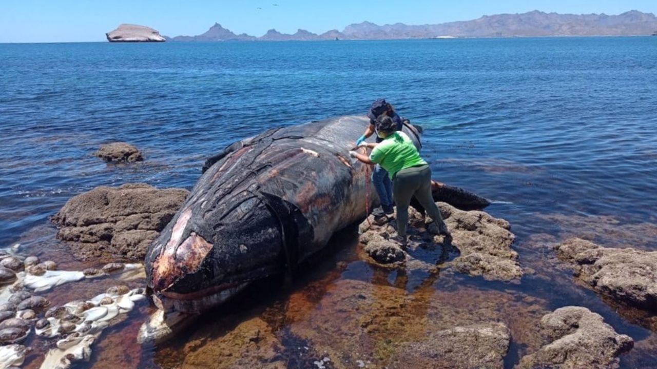 Extraña mortandad de ballenas preocupa a investigadores y ambientalistas de Guaymas