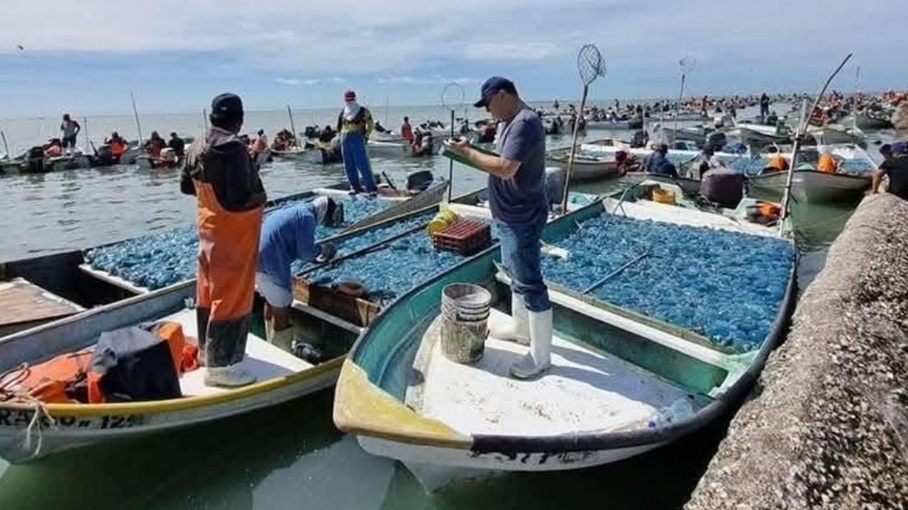 Pesca de aguamala no resulta redituable en Guaymas y Empalme; optan por el calamar
