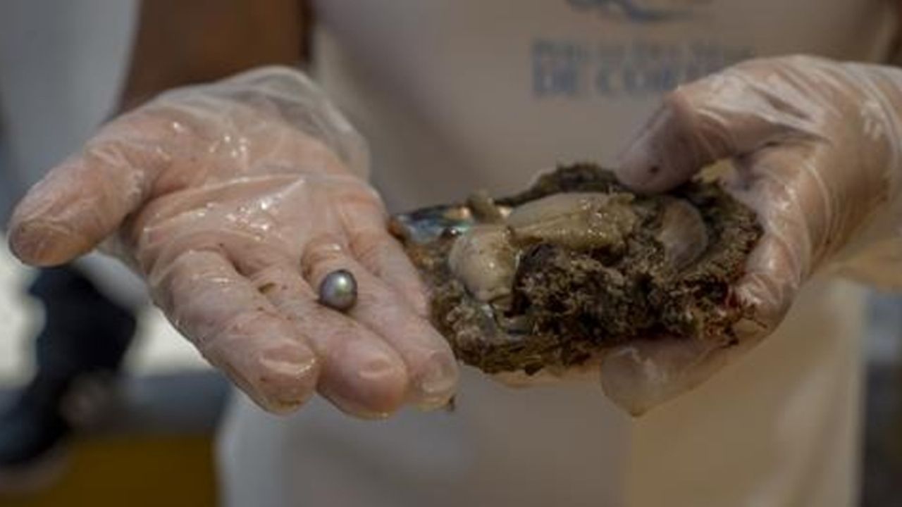Perla de abulón, una joya mágica y única del Mar de Cortés
