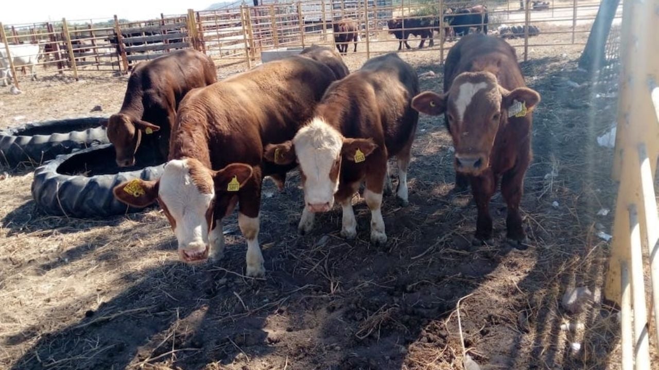 Ganadería sonorense mantiene estándares de calidad: Sader ante gusano barrenador