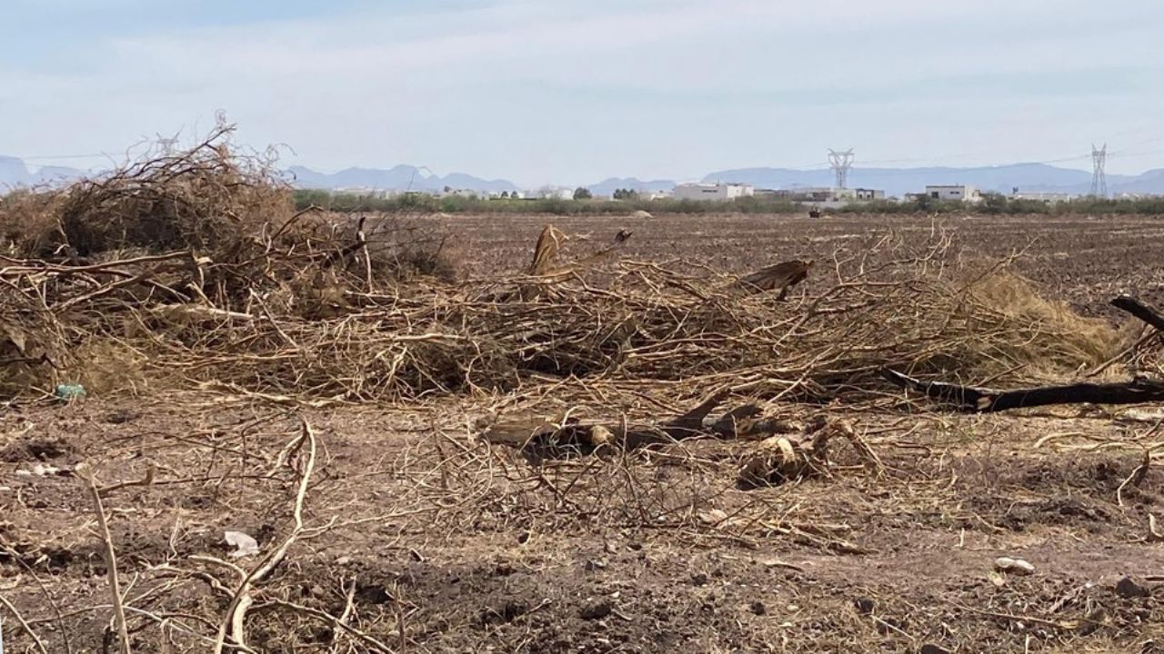 Constructoras deberán reponer árboles talados en Cajeme, afirma Desarrollo Urbano