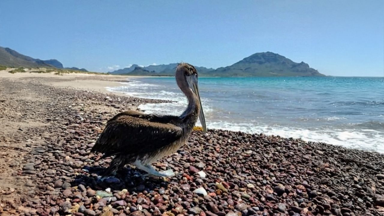 Pelícanos, en riesgo por contaminación en Guaymas; piden apoyo para su recuperación