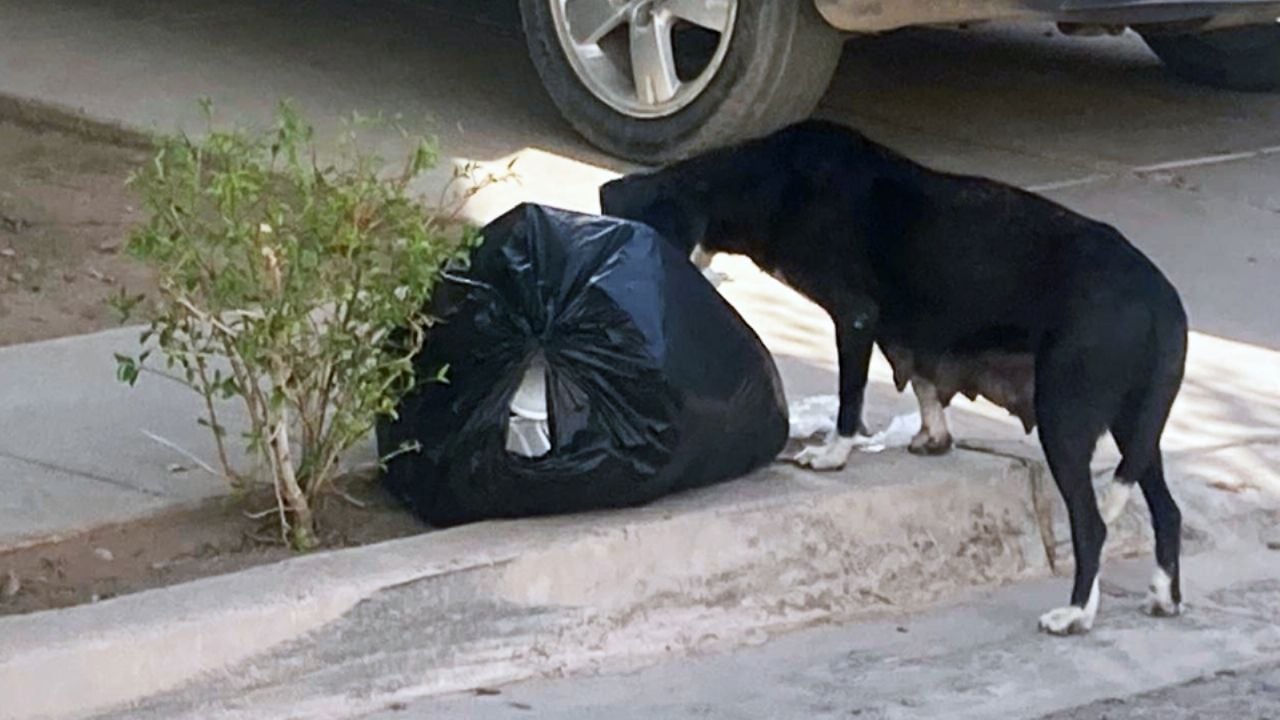 Ciudad Obregón: Perros callejeros y calles destruidas afectan a la Paseo Alameda
