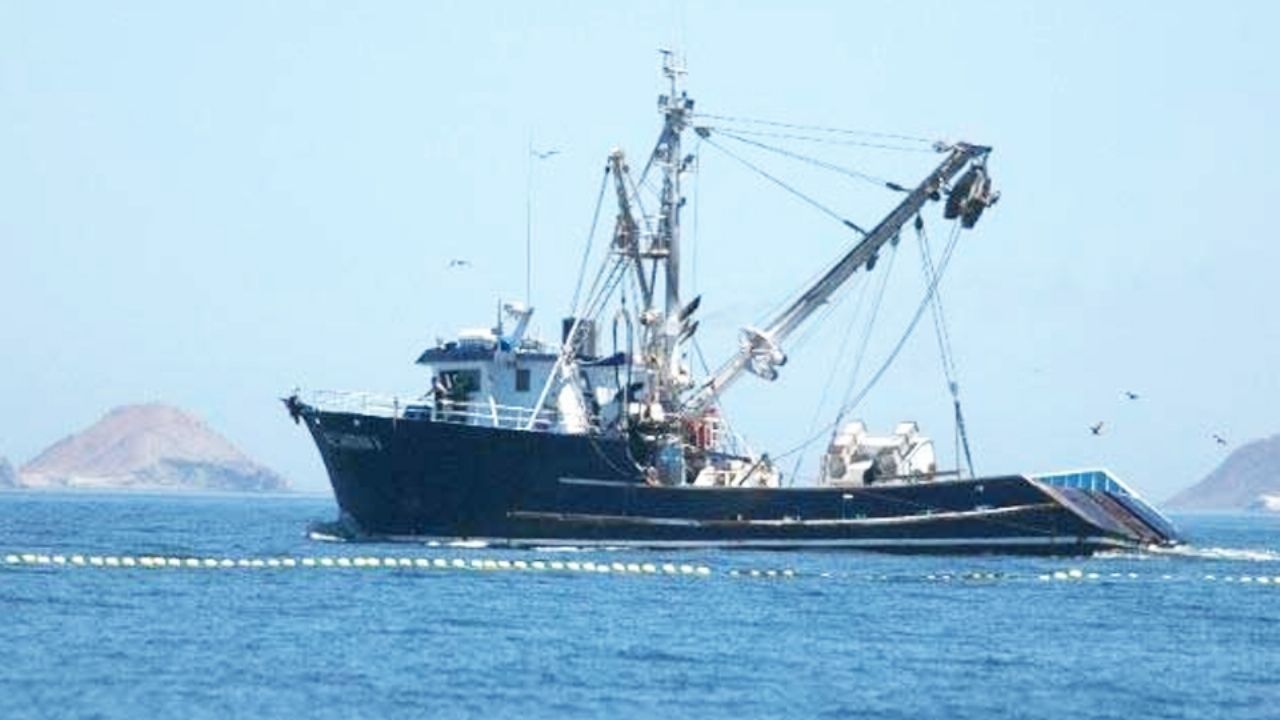 Producción sardinera disminuye por el clima en Guaymas; son 12 mil toneladas menos