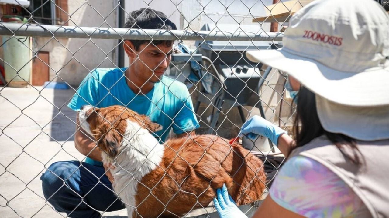 Van dos muertes por rickettsia en Guaymas; llaman a tomar medidas preventivas