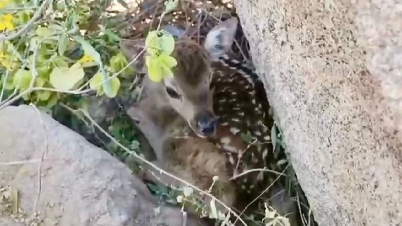 Nace venado sika en el Centro Ecológico de Sonora, confirma gobernador Alfonso Durazo