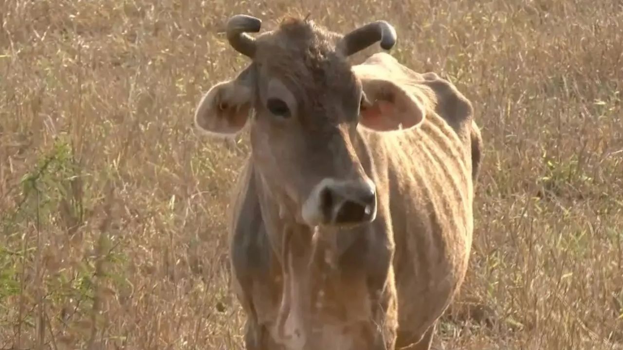 Ganaderos de la región del Mayo viven una temporada de ‘vacas flacas’