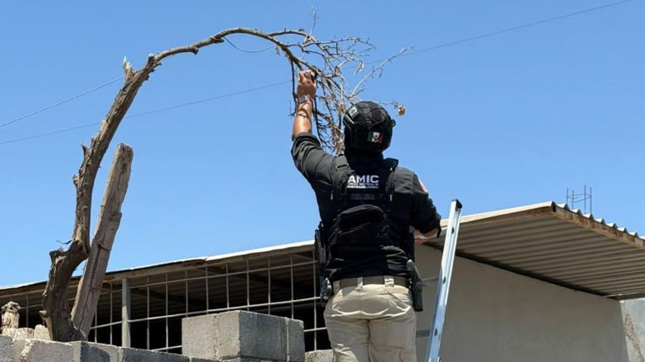 Desinstalan más cámaras ilegales en Ciudad Obregón; una se ocultaba en una rama de árbol