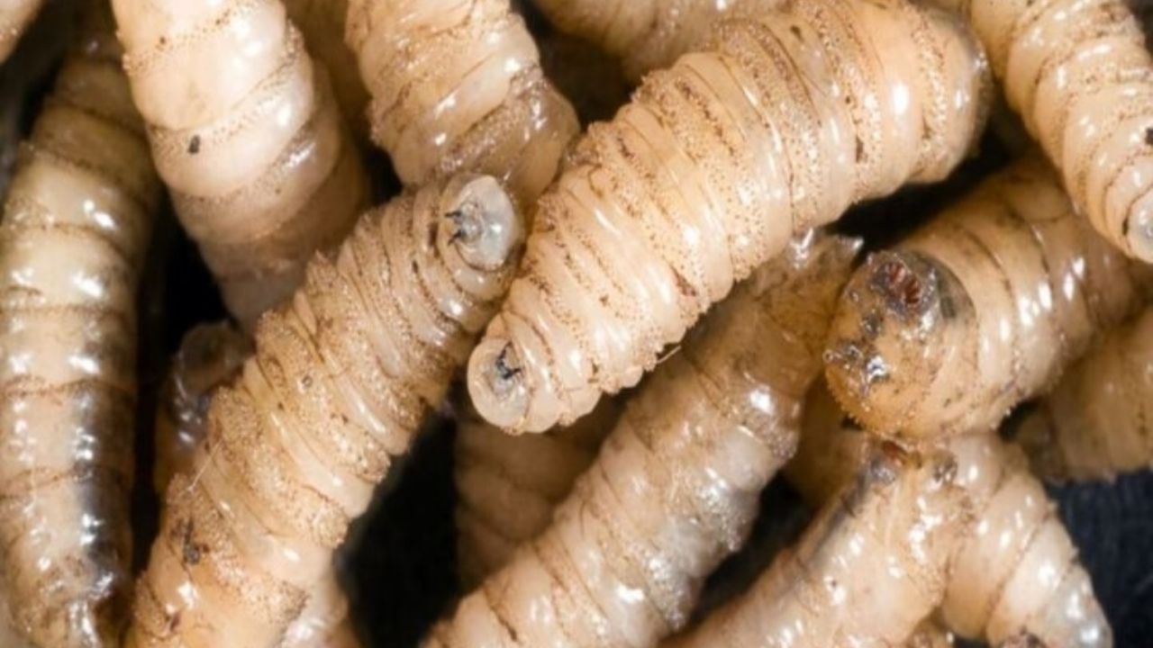 Alerta Secretaría de Salud a estados por presencia de gusano barrenador en humanos