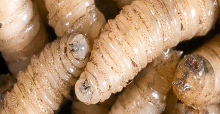 Así luce el gusano barrenador/ Créditos: Internet