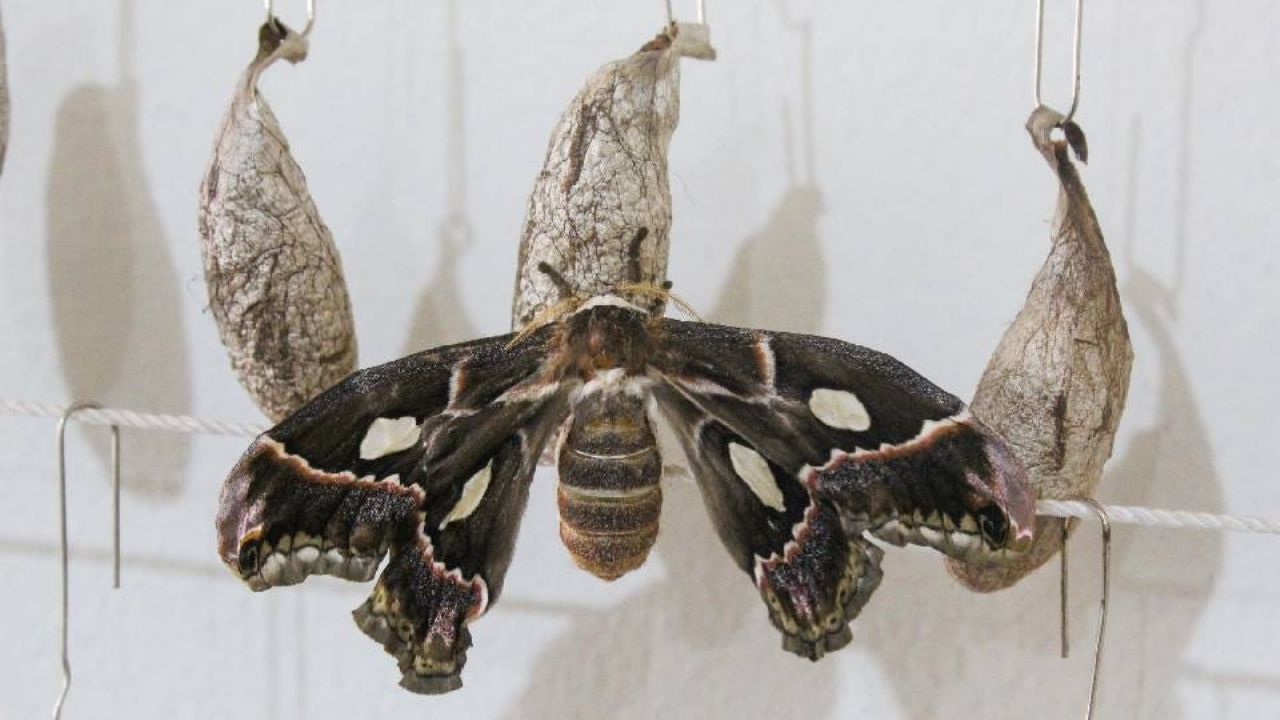 Par de nuevas mariposas cuatro espejos emergió en Cócorit