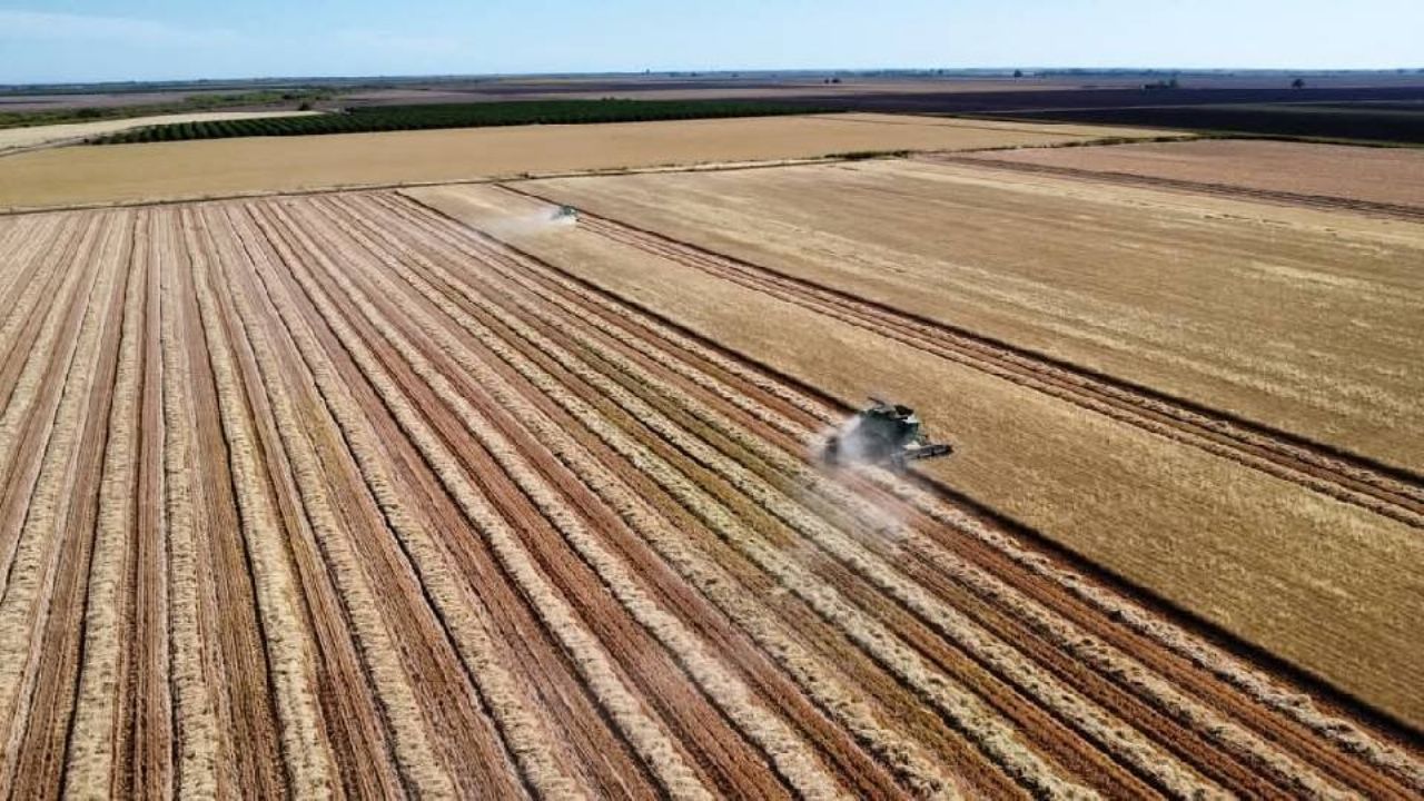 Piden productores del Valle del Yaqui precio justo para trigo cristalino