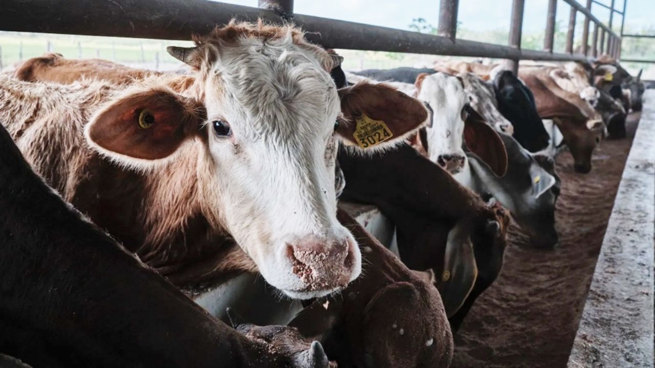 Los Estados mexicanos más afectados por freno de exportación de ganado a Estados Unidos