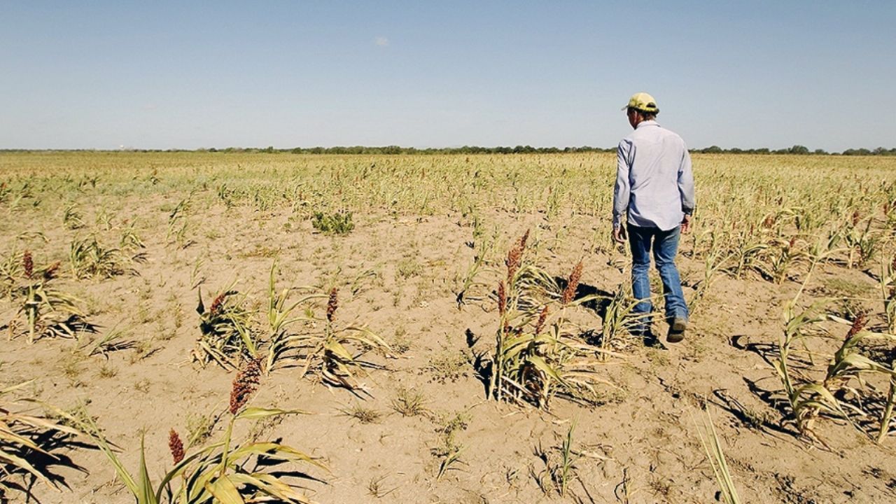 Por sequía, se han dejado de sembrar 2 mil 500 hectáreas en Guaymas y Empalme