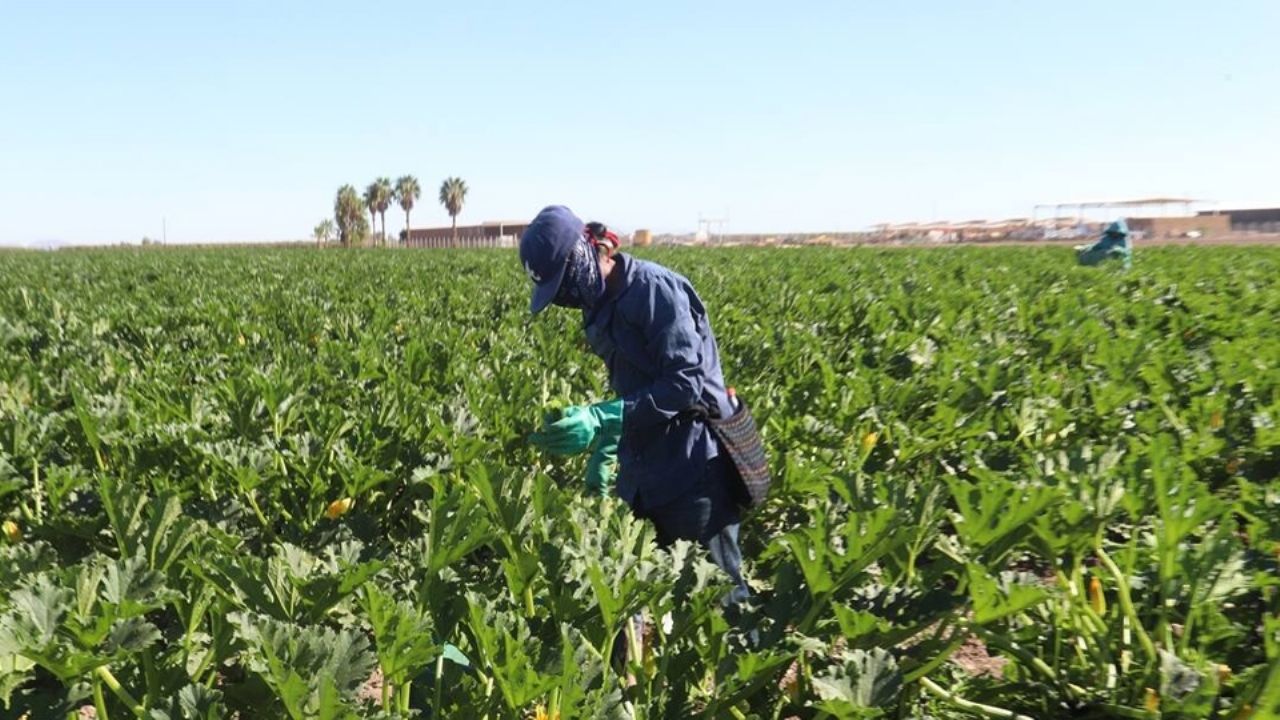 Avanza cosecha de hortalizas en la Costa de Hermosillo, señala presidente de la AOANS