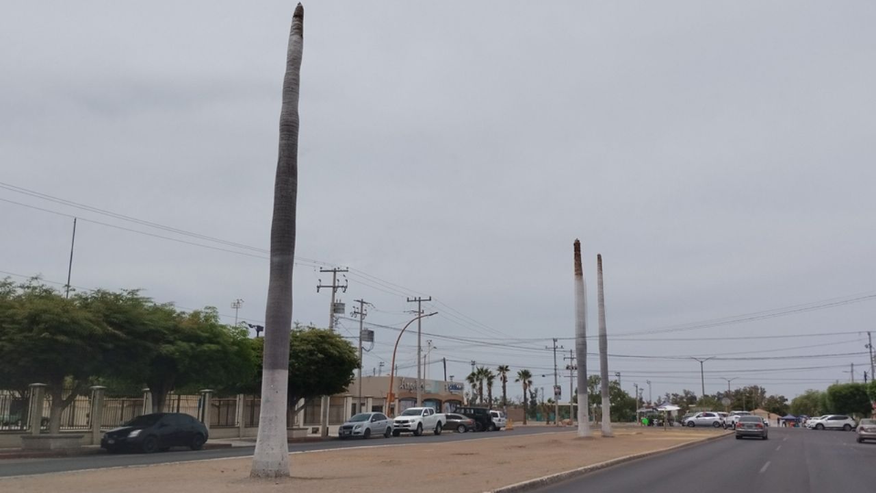 Ciudad Obregón: Lamentan tala y poda de palmas en avenida Náinari