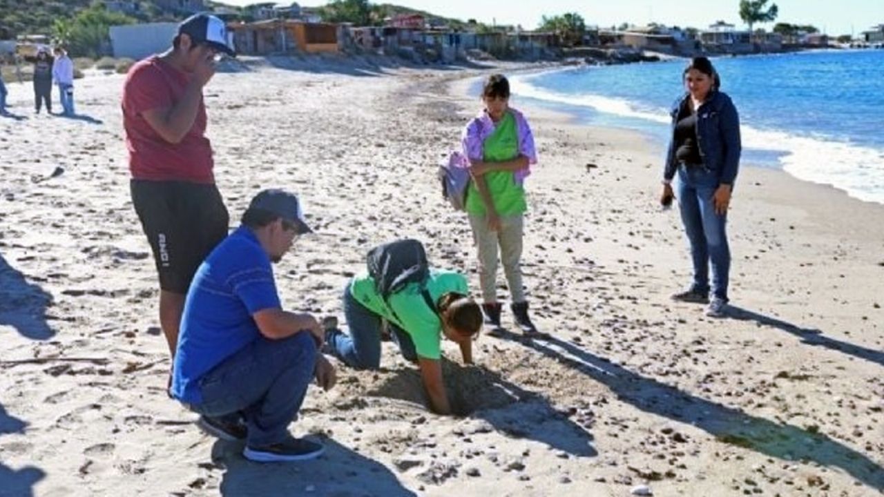 Se buscan voluntarios para la protección de tortugas marinas en playas de Guaymas