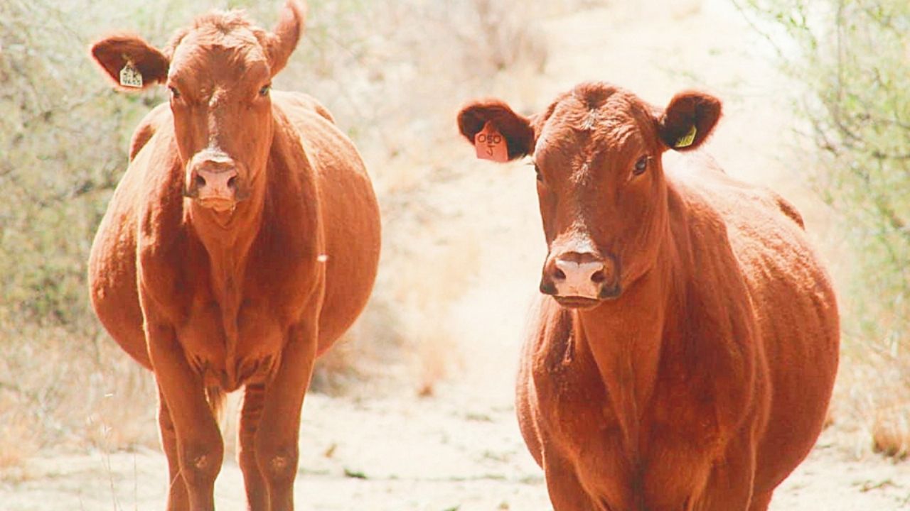 Sonora sigue firme contra gusano barrenador: Secretaría de Agricultura y Desarrollo Rural