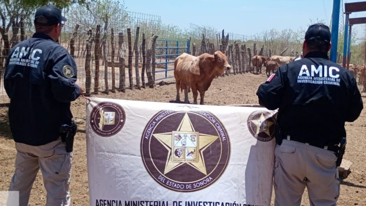Recuperan ganado robado en rancho de Navojoa; los responsables lograron darse a la fuga