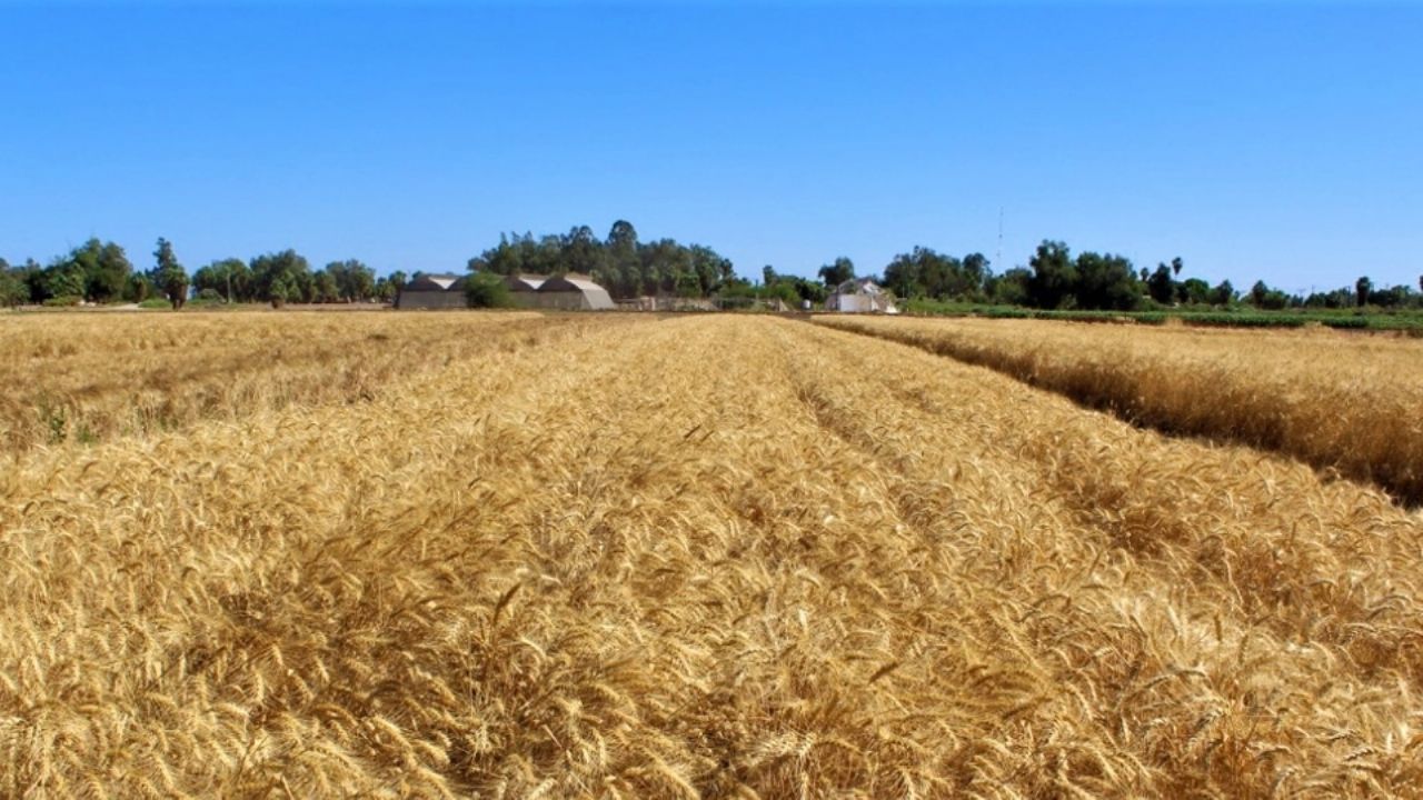 Cajeme: Hay 50% de avance en cosecha de trigo; los trabajos podrían concluir a fin de mes