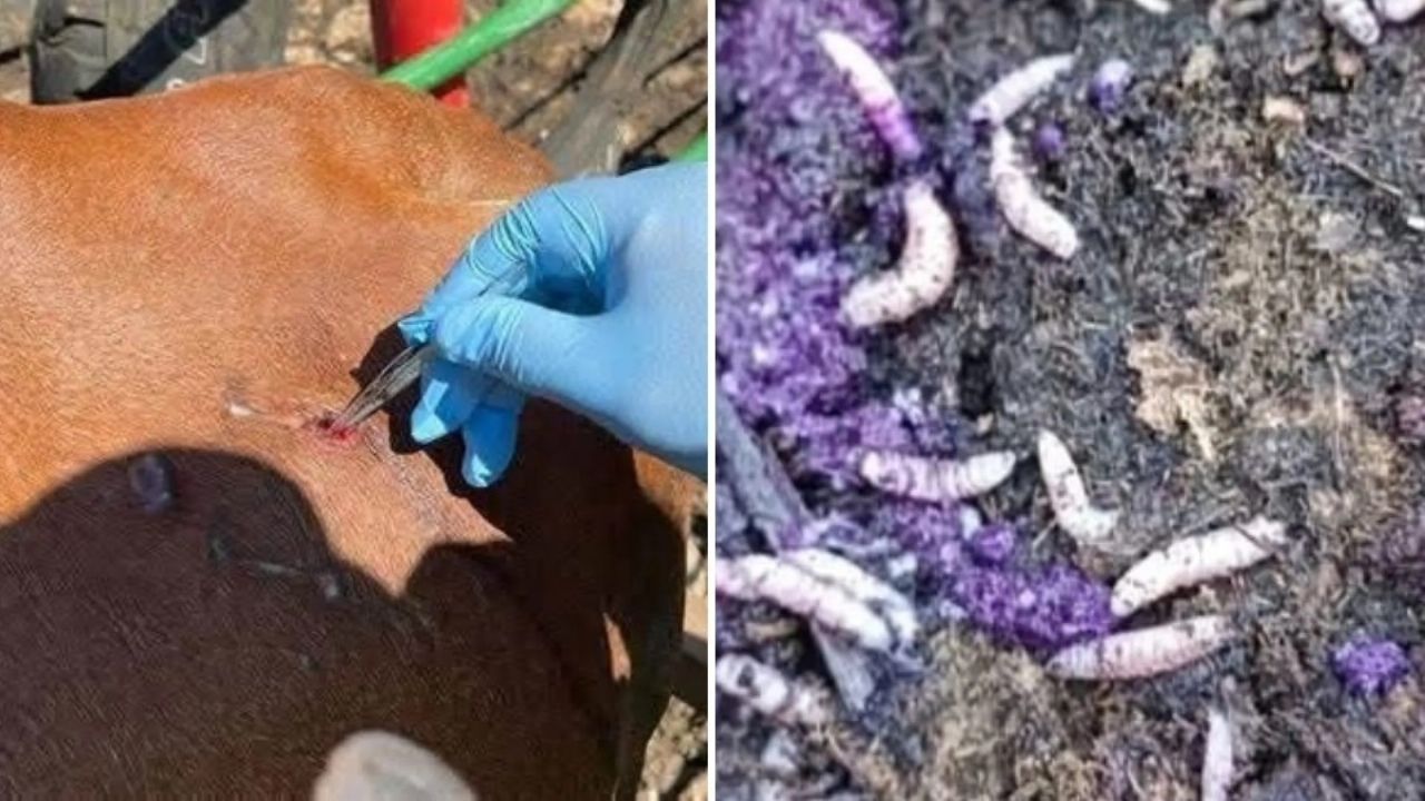 Detectan en comunidad de Chiapas tercer caso de gusano barrenador en humanos