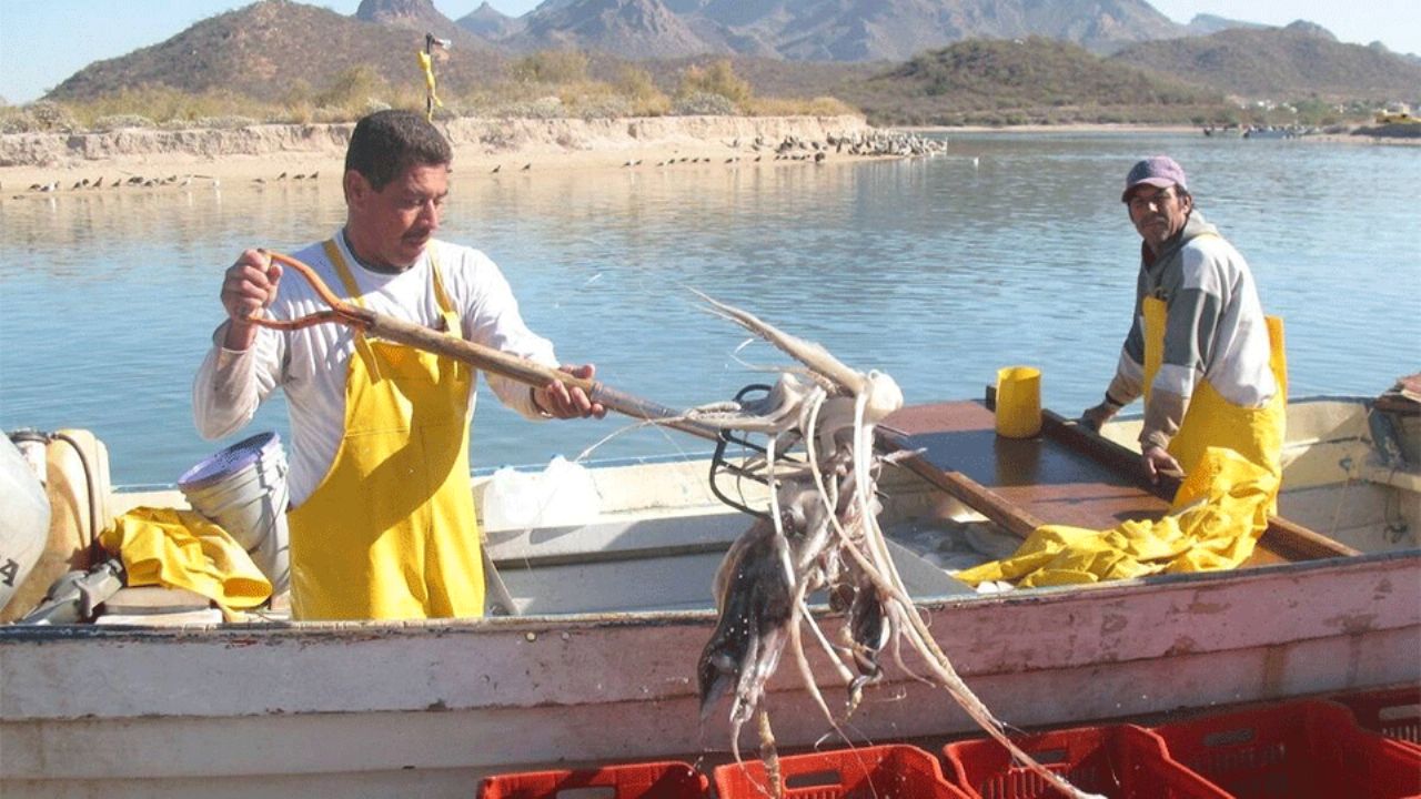 Calamar da ‘respiro’ a la crisis de ribereños en región Guaymas – Empalme