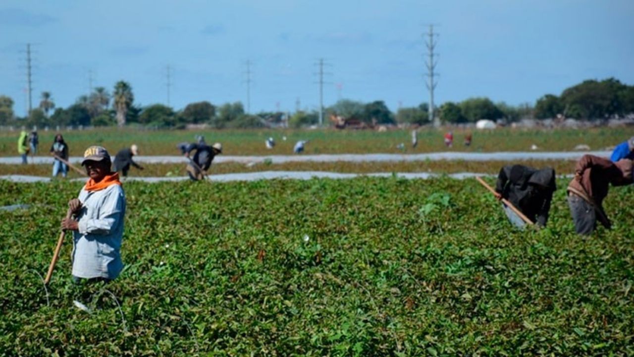 Con el término de las cosechas se reducirá el riesgo de propagación del sarampión en Cajeme