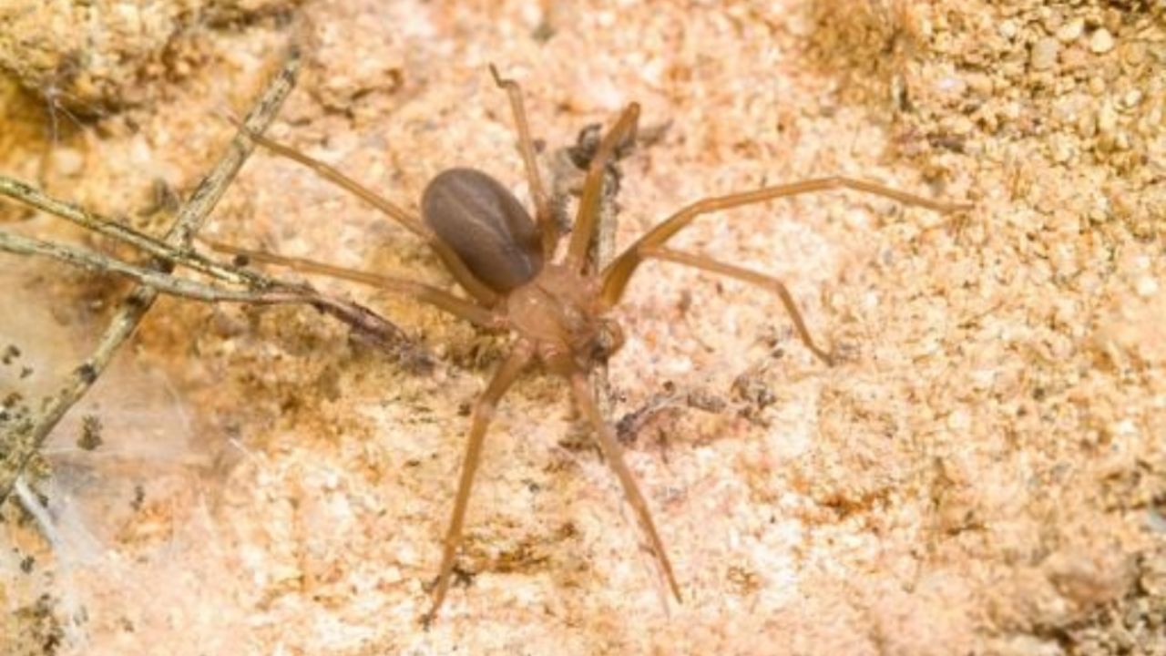 Protege tu hogar de la araña violinista con estas 3 plantas en días calurosos