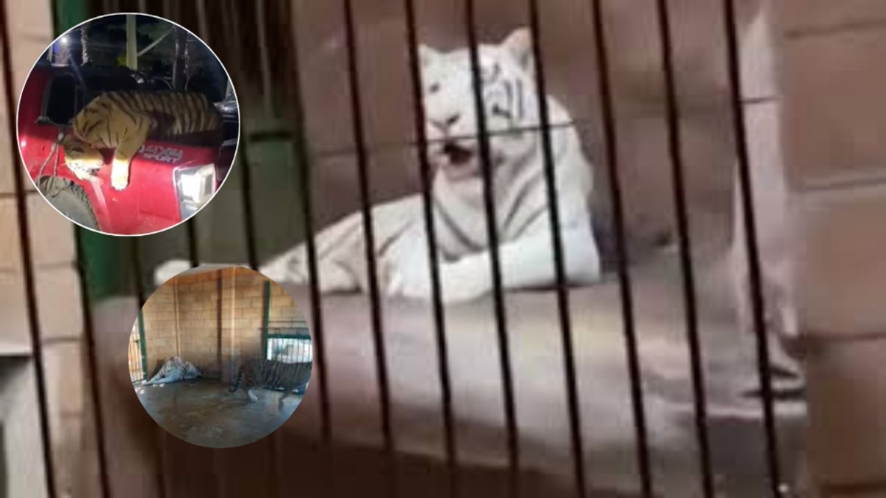 Tigres de ‘El Nini’: ¿Qué es lo que comían los felinos exóticos del Cártel de Sinaloa?