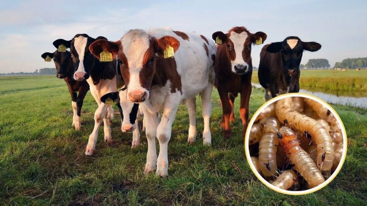 EU mantendrá veto al ganado mexicano, pero hará inversión contra el gusano barrenador