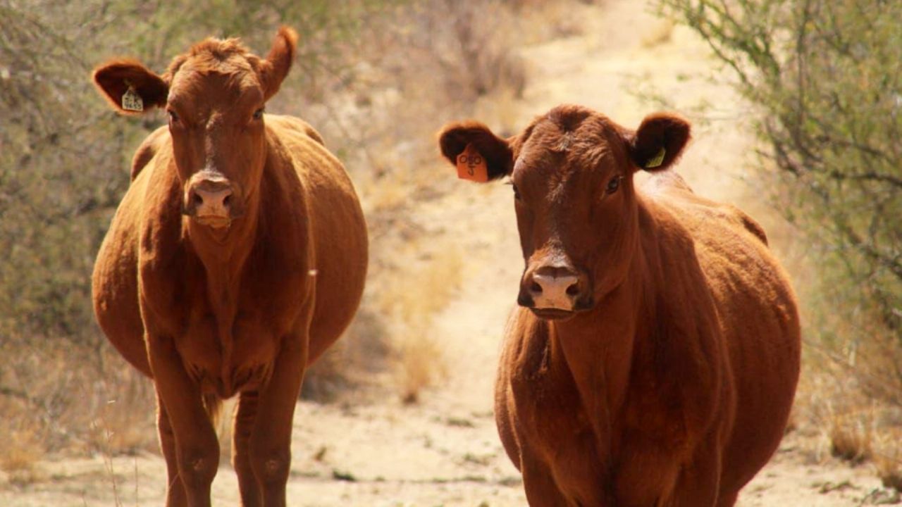 Sonora ha dejado de exportar 30 mil cabezas de ganado desde el cierre de la frontera