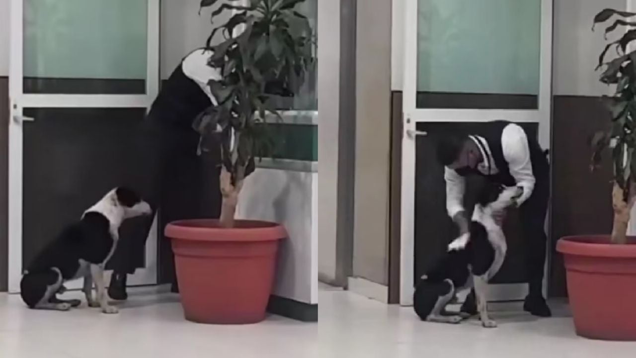 Guardia de seguridad del IMSS resguarda a perrito callejero en Pachuca en acto de empatía