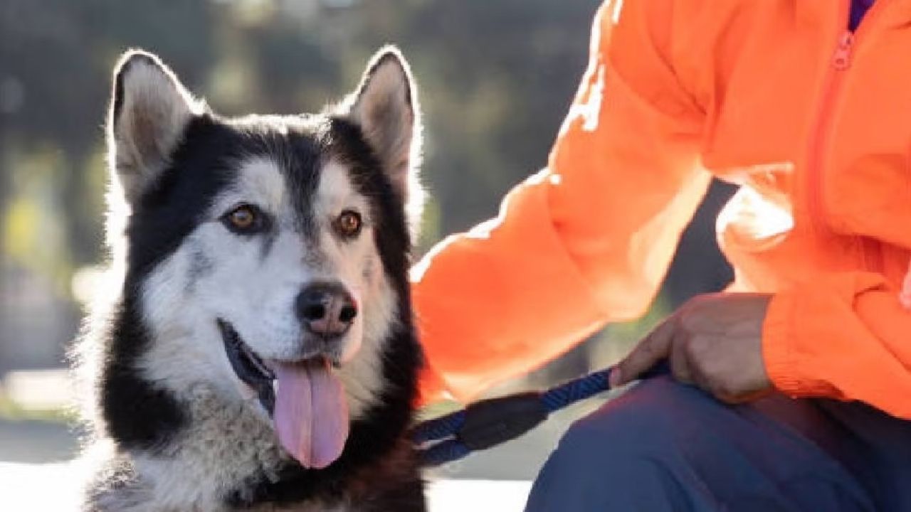 Hacen obligatorio el RUAC en la Ciudad de México; contemplan multas en caso de incumplimiento