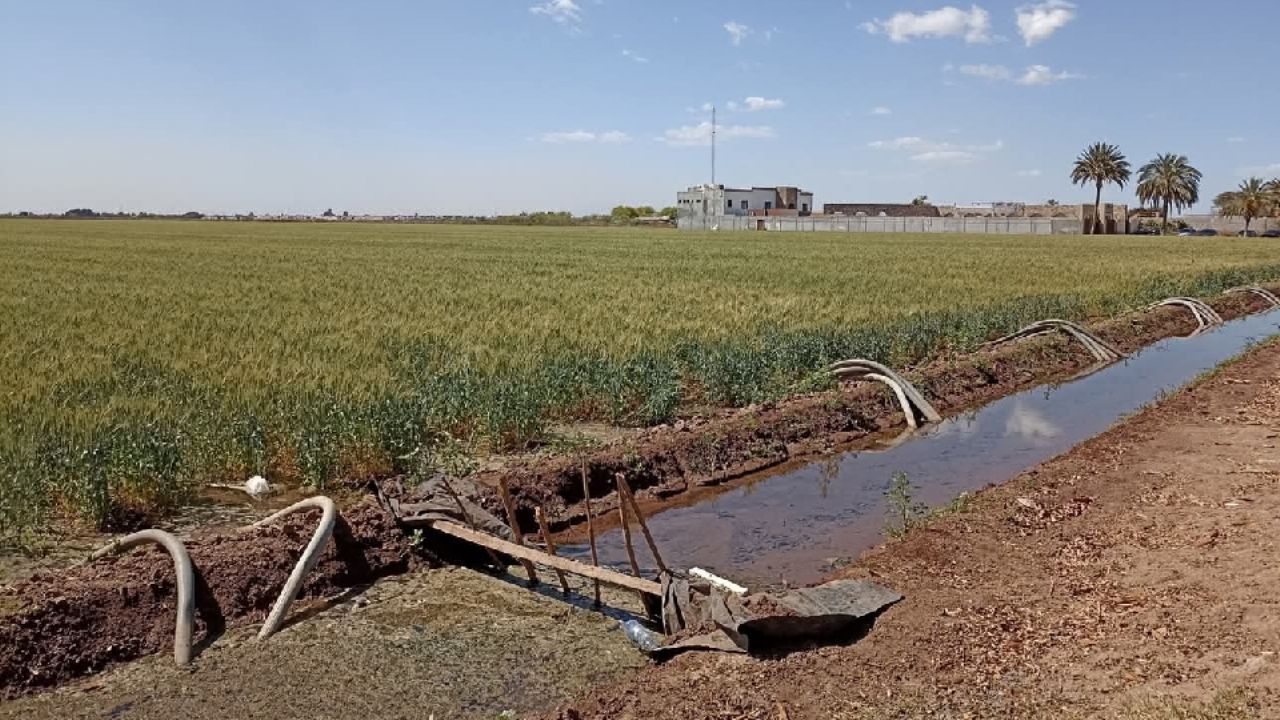 Agricultores están abandonando la actividad ante sequía en el Valle del Yaqui: DRRY