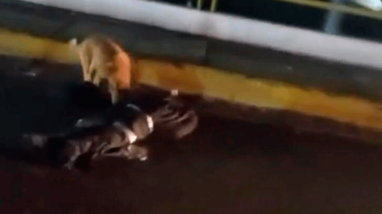 Macabro hallazgo: Localizan cuerpo en bolsa sobre puente de Coyotepec, Edomex