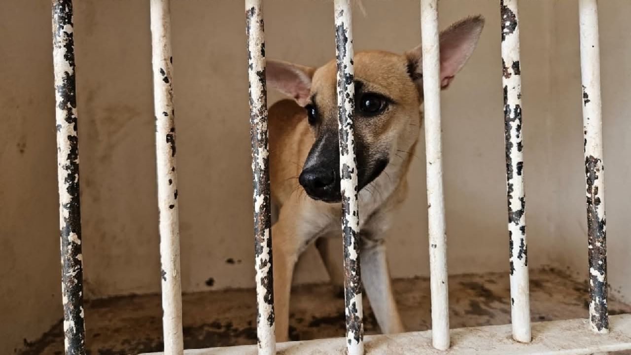 Solo en casos especiales continúa el sacrificio de perros en Control Animal de Cajeme