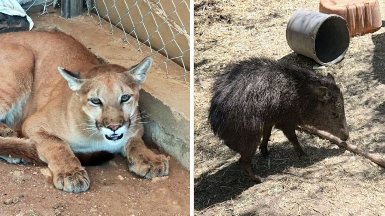 Hallan animales exóticos, armamento, vehículos y drogas tras cateo en Madalena de Kino