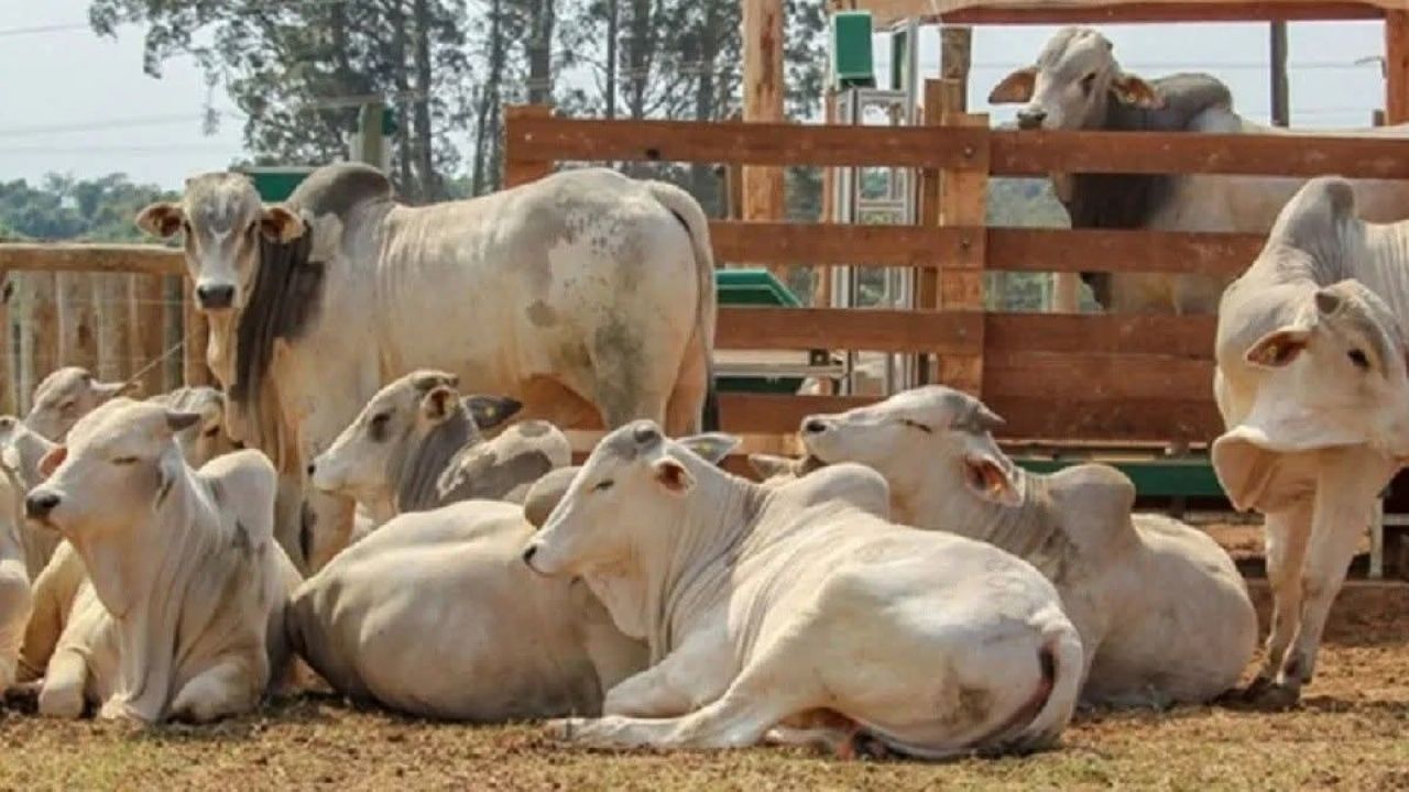 Preocupante situación viven lecheros del Valle del Yaqui por efectos de la sequía