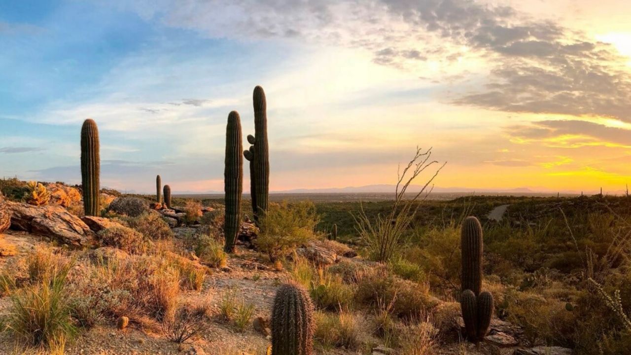 Clima Hermosillo, Sonora, HOY 24 de junio: Calor extremo de día y ambiente templado de noche