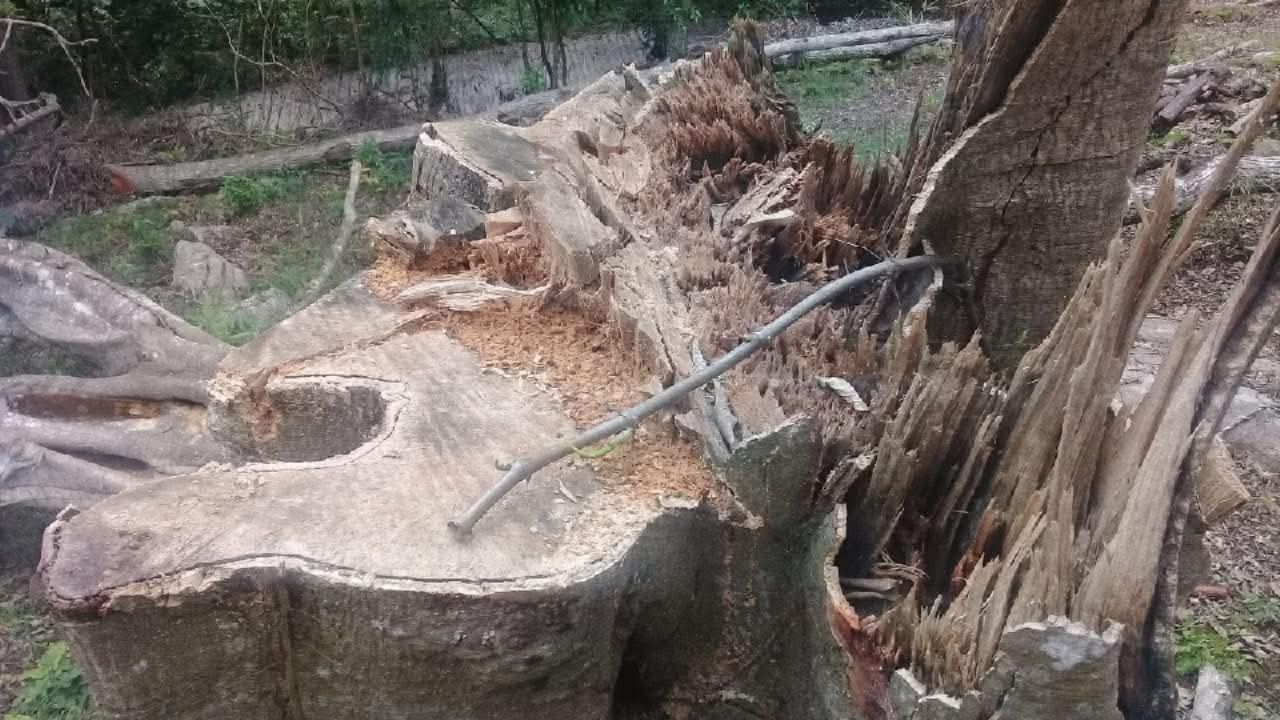 Preocupa a Lamarque Cano que bosques de árboles nativos de Cajeme puedan ser talados