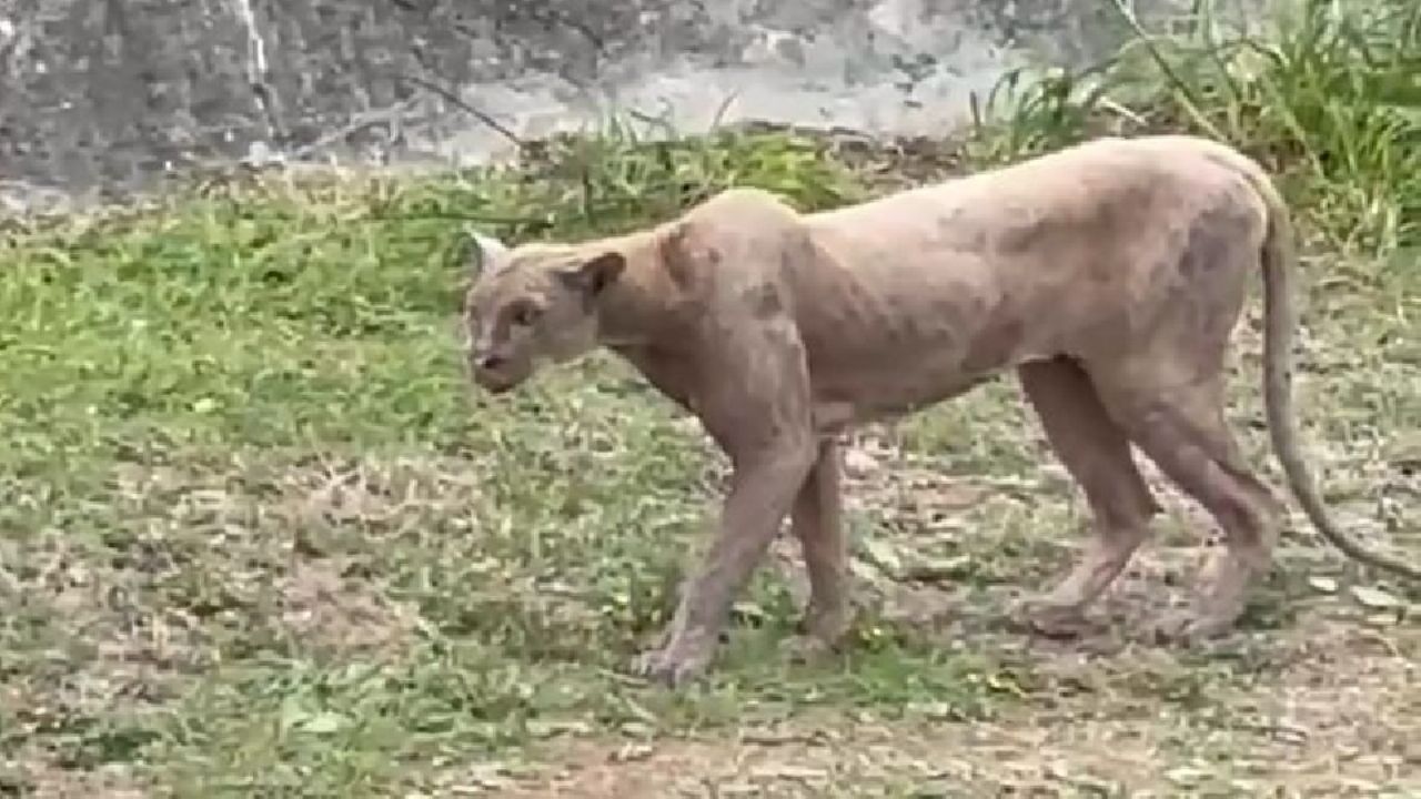 Puma silvestre es avistado en zona urbana atacando a gato doméstico en Monterrey