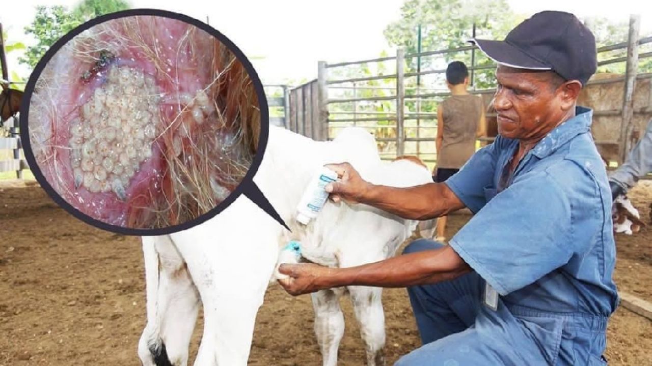 Especialistas advierten en Sonora sobre riesgo del gusano barrenador en zonas ganaderas