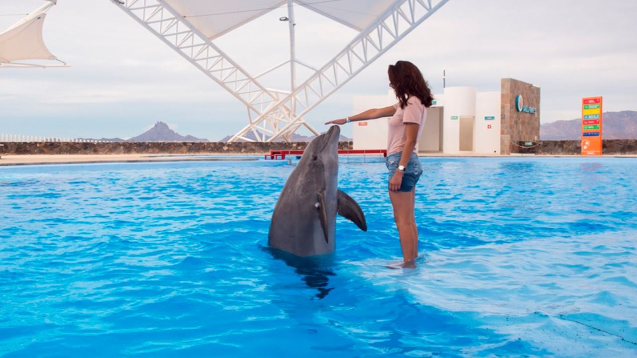 ¿Delfinario de Guaymas cierra?: Se convertiría en acuario tras aprobar ‘Ley Mincho’