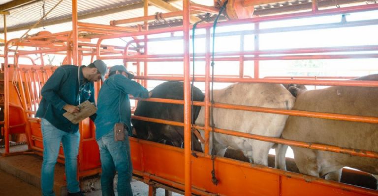 Hoy 7 de julio se reanuda la exportación ganadera por la frontera de Agua Prieta